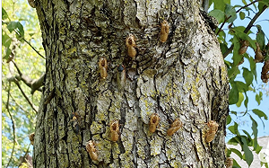 蟬與龍蝦原來是親戚! 美 FDA 警告 : 對 「海鮮」過敏者不要吃