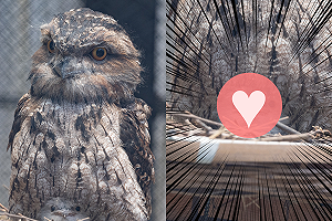 貓頭鷹腿間藏顆「小毛球」　網友紛紛被萌翻：好可愛！