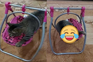 (影)貓咪著迷娃娃鞦韆　堅持躺好躺滿：朕覺得很舒服！