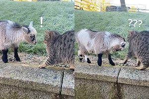 (影)羊羊跟貓打招呼突然變「頭槌追擊」　網笑：好神經的羊！