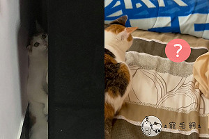 (影)半夜驚魂！貓「突送大禮」上床　奴才尖叫：這怎麼睡？！