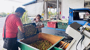 高市府爭取玉荷包外銷運費補助 荔枝出口暢通不受阻