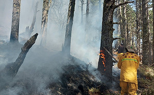 玉山森林大火延燒12天終於撲滅！林務局：鉅額損失一定求償