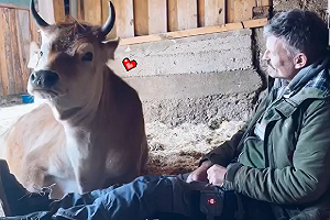 (影)農場牛牛超信任主人　對視幾秒立刻倒下「討摸摸」！