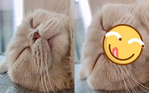 (影)貓咪睡覺嘴巴卻「嘖嘖嘖」舔不停　奴才笑：夢到吃罐罐？