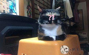 貓咪養兩年「黑口罩戴太高」　媽嘆：都不知牠有無睜開眼？