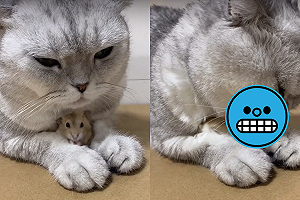 (影)貓皇壞壞「戲弄同伴」！一口咬住鼠被嚇僵　網笑：不要玩食物