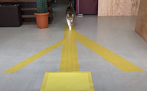 (影)有強迫症？貓咪走路必踩色塊　實測反應讓網友都笑了！