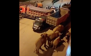 15隻象趴趴走「逛吃」到縣城 突破當局卡車防線 雲南市區首度出現象群