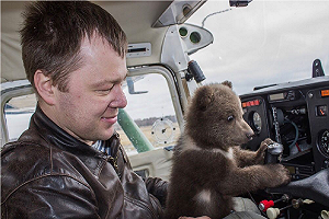 (影)地方官要送送棕熊回「保護區」　飼主卻發現驚人大騙局！