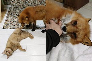 (影)小狐狸享受人類撫摸　舒服到「控制不了」狂往右邊倒！