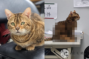 貓咪兩腿伸直坐好好！姿態宛如「妙齡少女」　網：超萌
