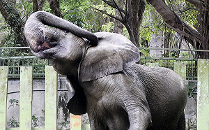 壽山動物園整裝再出發 五月提前休園暫別高雄市民