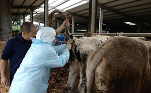新北動保處落實4步驟   化解牛結節疹疫情
