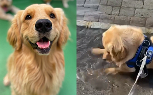 (影)金金見積水「玩性大發」就地開玩　主人拼命也拉不走：那很髒！