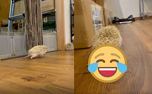 (影)刺蝟踩「魔性步伐」全速狂奔　網友：小腳腳好療癒！