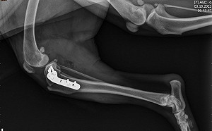 新北率先全國 動物之家設水療跑步機照顧高齡毛寶貝