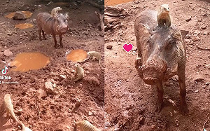 (影)《獅子王》真實版？保護中心出現「彭彭與丁滿」萌翻網友！