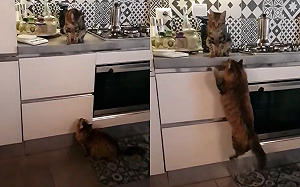 (影)霸總貓高調求愛！飛撲高台「特技強吻」　網驚：真會玩