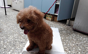 化解飼主「疫」外煩惱　新北3妙招讓毛寶貝居家如廁保平安