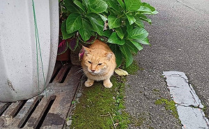 新北動保處妙手回春　後癱三腳貓因禍得福成為社區貓