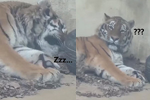 (影)猛虎問號！動物園宣導防疫卻狂跳針　牠一臉呆懵：發生什麼事？