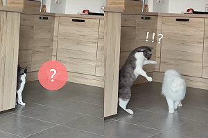 (影)白貓紙片般從「閉合櫥櫃」鑽出　網驚：這誇張了！