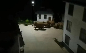 中國驚現象群北漂400公里 逼近昆明城區不到20K