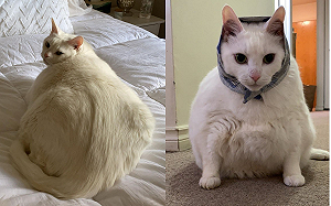 (影)奴才壓力大「焦慮症發作」　靠看胖貓渡過艱難時刻！