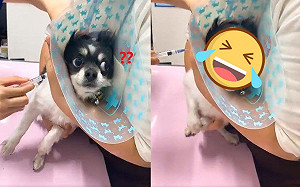 (影)吉娃娃注射疫苗浮誇式哀號　媽嘆：針還沒戳進去啊！