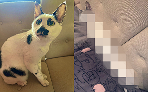 貓咪「塞沙發縫」睡姿超奇特　網笑：坐到你怎麼辦？