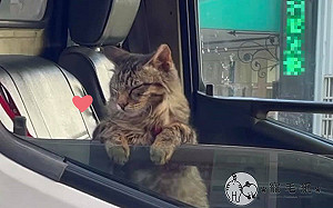 (影)超商門口見貓咪趴車窗等奴才　網笑：跟跑馬燈有搭！