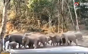 (影) 象群要衝進昆明城了  官方高調擺pose應變