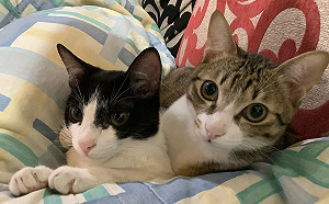 汪星人快被追上了！調查顯示養貓比例達38.9% 掉毛是最大困擾