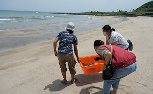 生態保育不忘防疫 新北公私合力送海龜回家