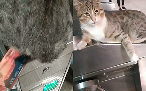 (影)貓皇尊臀坐「逼卡機」不給過　伸爪阻止：要走先給過路罐！