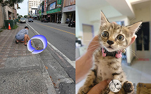 開車突然聽到外面傳來「宏亮喵叫」 下找看到水溝上卡一隻貓！