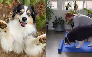 (影)聰明狗狗與主人一起「在家運動」　網讚：瑜珈小天才！