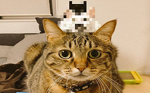 三隻貓咪沙發上排排坐　網笑翻：有一種俄羅斯娃娃的概念！