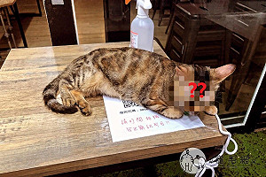 買晚餐竟遭店貓阻擋掃描QRcode　他大嘆：是防疫破口！