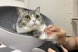 (影)電視兒童貓遭奴才「襲擊」 指甲一下子通通不見了！