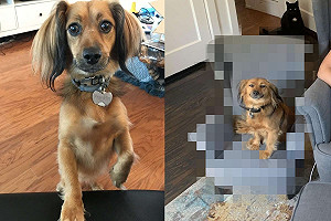 在家上班被狂「饋燒」！她買迷你沙發　汪露燦笑：我有椅子了？