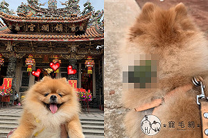 (影)狗狗散步突然被「小鳥選上」　網笑：移動鳥窩4 ni？