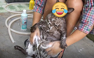 (影)黑貓洗澡露大肚腩　奴才上搓下洗牠一臉享受：舒服啊！