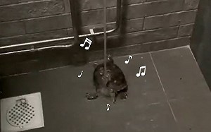 (影)烏龜沖澡「陶醉跳舞」超會扭　網笑：要開直播求抖內？