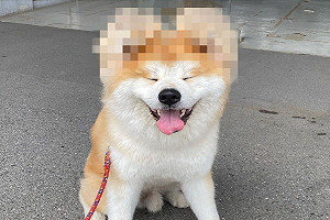 (影)秋田犬長大後竟生出「米奇耳」　飼主：男大十八變？