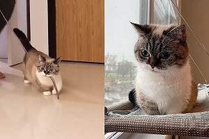 (影)呆萌貓咪緊咬牽繩「溜奴才」　網爆笑：地位正確！