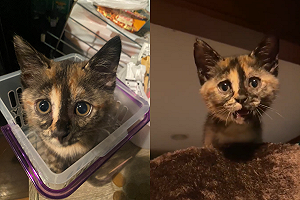 (影)爬高下不來！幼貓「可憐兮兮」奶叫呼救：幫幫我～