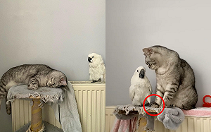 (影)色胚鸚鵡對美喵「偷摸手手 親臉」　網笑：大膽狂徒！