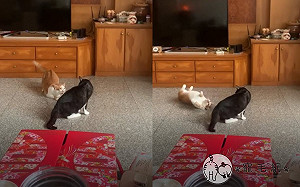 (影)為挑釁同伴橘貓打滾繞圈　網笑：這什麼招術？